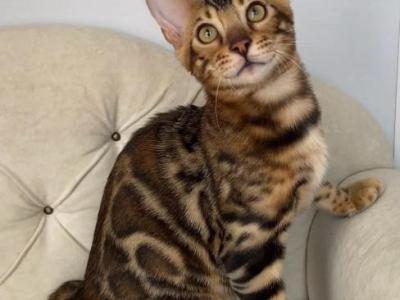 Stunning Brown Bengal Boy - Bengal - Gallery Photo #1