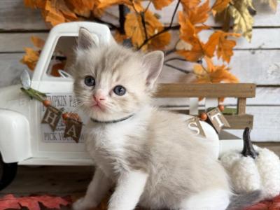 Hayride - Ragdoll - Gallery Photo #1