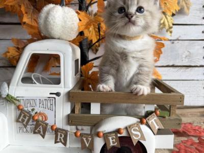 Gourdie - Ragdoll - Gallery Photo #1