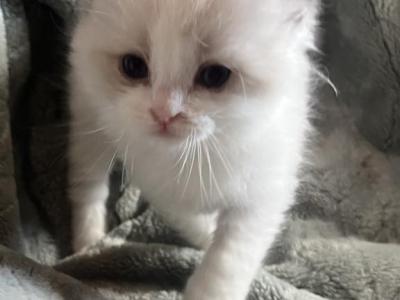 Ragdoll Boy - Ragdoll - Gallery Photo #1