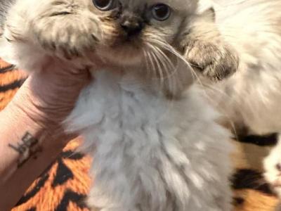 Kitten - Persian - Gallery Photo #1