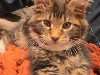 Male Maine Coon Kitten - Maine Coon - Gallery Photo #1