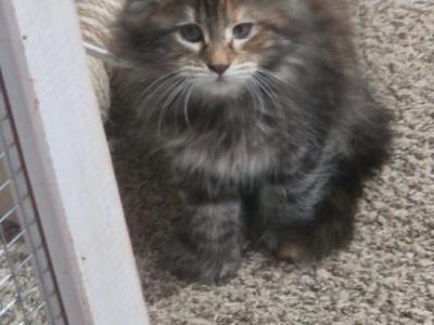 Female Maine Coon Kitten - Maine Coon - Gallery Photo #1