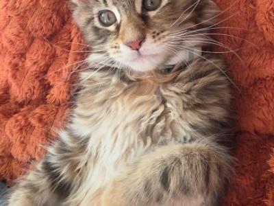 Sweet Maine Coon Kitten - Maine Coon - Gallery Photo #1