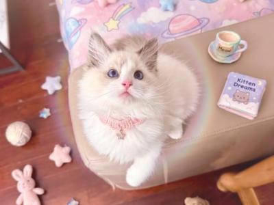 Lucky - Ragdoll - Gallery Photo #1