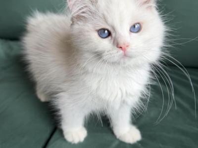 Angel - Ragdoll - Gallery Photo #1