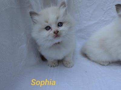 Sophia - Ragdoll - Gallery Photo #1