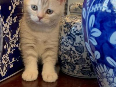 Angels Litter - British Shorthair - Gallery Photo #1