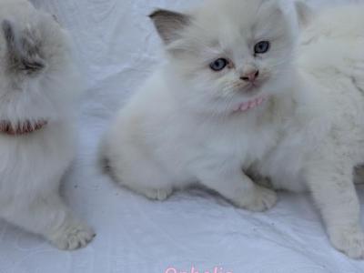 Ophelia - Ragdoll - Gallery Photo #1