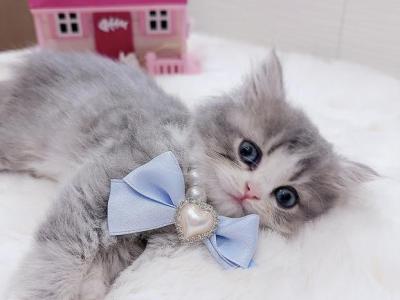 MiuMiu - British Shorthair - Gallery Photo #1