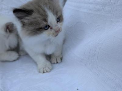 Oscar - Ragdoll - Gallery Photo #1