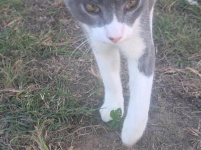 Callie's Cat 3 - Domestic - Gallery Photo #1