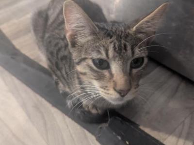 Angel's Kitten 2 - Domestic - Gallery Photo #1