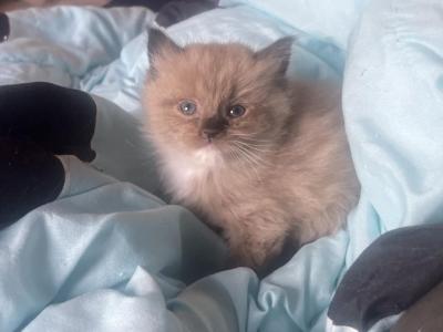 Cherubim Ragdoll Boy - Ragdoll - Gallery Photo #1