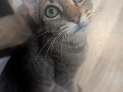 Angel's Kitten 3 - Domestic - Gallery Photo #1