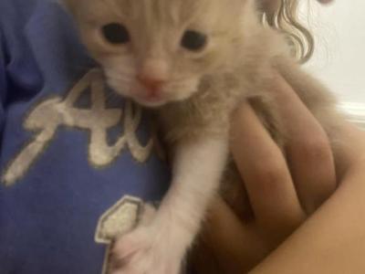 Peanut - Domestic - Gallery Photo #1