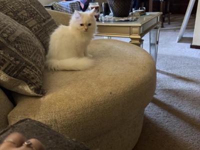 Minka Kittens - Persian - Gallery Photo #1