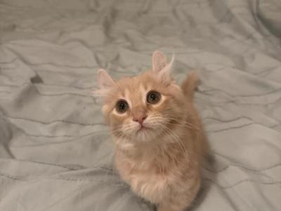 Exotic Munchkins - Munchkin - Gallery Photo #1