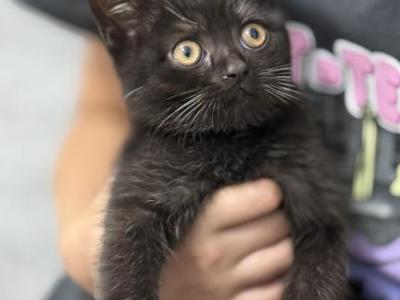 Black - Scottish Fold - Gallery Photo #1