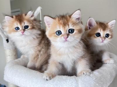 Golden Treasure British Kittens - British Shorthair - Gallery Photo #1
