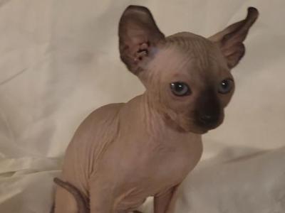 Loki - Sphynx - Gallery Photo #1