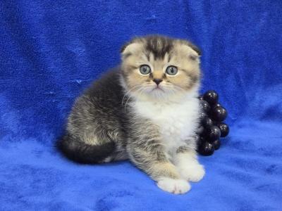 Grape - Scottish Fold - Gallery Photo #1