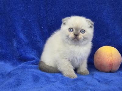 Peach - Scottish Fold - Gallery Photo #1