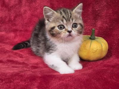 Pumkin - Scottish Straight - Gallery Photo #1