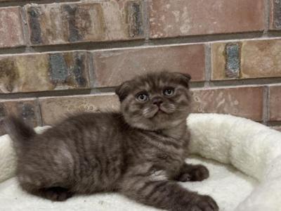 Scottish Fold Chocolate Kitten - Scottish Fold - Gallery Photo #1