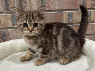 Chocolate Marble Scottish Kitten - Scottish Straight - Gallery Photo #1