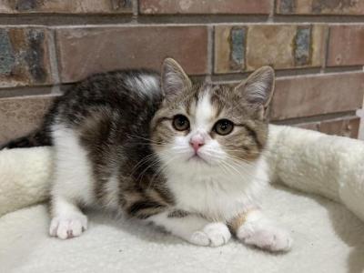 Scottish Straight Female Kitten - Scottish Straight - Gallery Photo #1