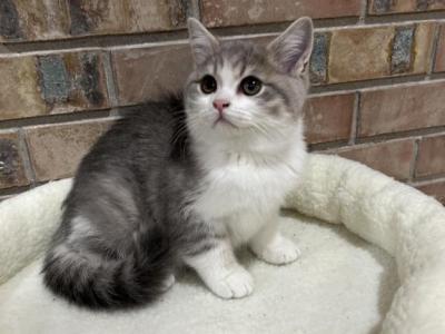 Scottish Straight Male Kitten - Scottish Straight - Gallery Photo #1