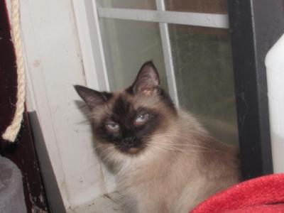 Kittens Deposit - Ragdoll - Gallery Photo #1