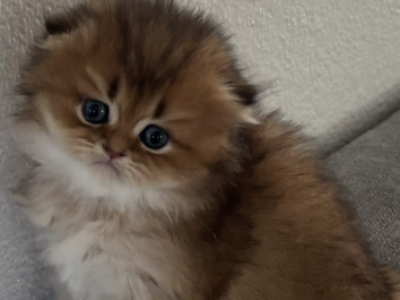 Gold With Blue Eyes - Scottish Fold - Gallery Photo #1
