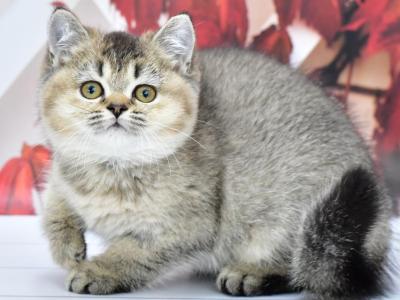 Knopka1 - British Shorthair - Gallery Photo #1