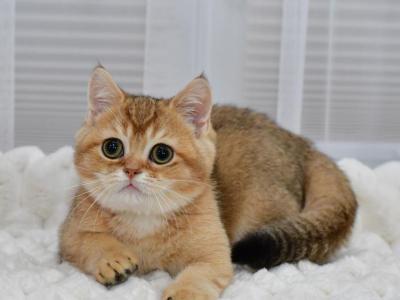 Fiksik 1 - British Shorthair - Gallery Photo #1