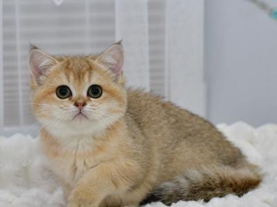 Faina1 - British Shorthair - Gallery Photo #1