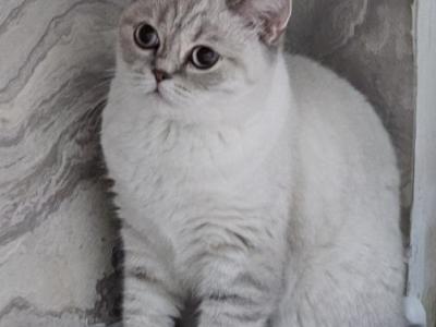 Jina2 - British Shorthair - Gallery Photo #1