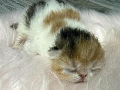 Persian Calico Girls - Exotic - Gallery Photo #1