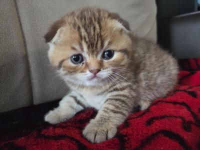 Ginger - Scottish Fold - Gallery Photo #1