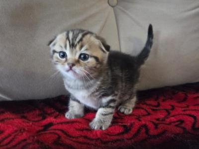 Tiger - Scottish Fold - Gallery Photo #1