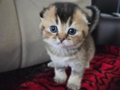 Maple - Scottish Fold - Gallery Photo #1