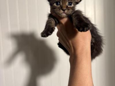 Rolo - Maine Coon - Gallery Photo #1