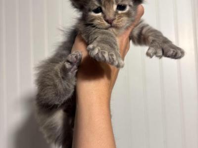 Polydactyl Gypsy - Maine Coon - Gallery Photo #1
