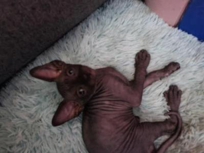 Onyx - Sphynx - Gallery Photo #1
