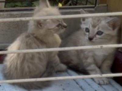 Cashmere Seal Lynx Point Bengal Snow Kittens - Bengal - Gallery Photo #1