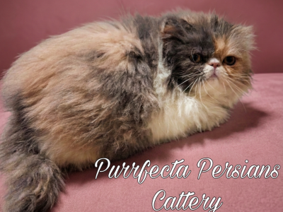Cfa Show Quality Dilute Calico Persian Kitten - Persian - Gallery Photo #1