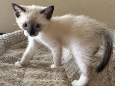 SIAMESE SNOWSHOE GIRL - Siamese - Gallery Photo #1