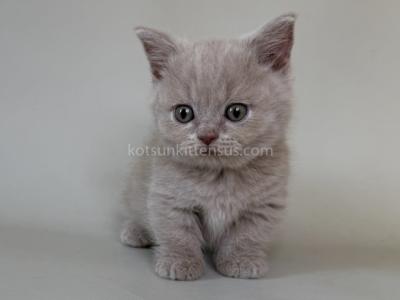Zyro Baby Boy Munchkin Lilac Color Short Legs - Munchkin - Gallery Photo #1