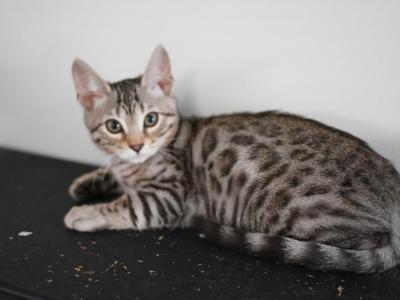 TICA Female 2 - Bengal - Gallery Photo #1